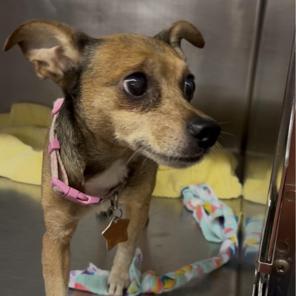 Enlarge Remi, a Adoptable Chihuahua in Marysville, OH image 2/2