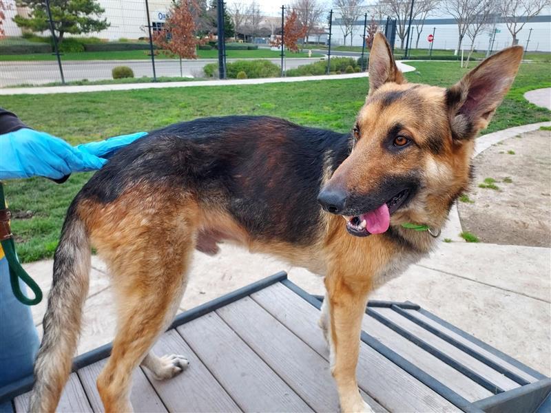 Enlarge Harvey, a Adopted German Shepherd Dog in Elk Grove, CA image 1/3