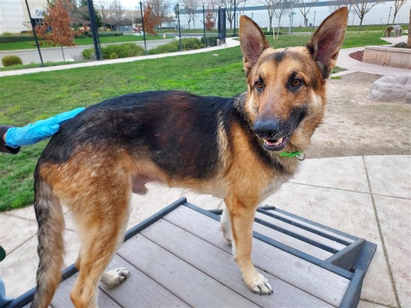 Enlarge Harvey, a Adopted German Shepherd Dog in Elk Grove, CA image 2/3
