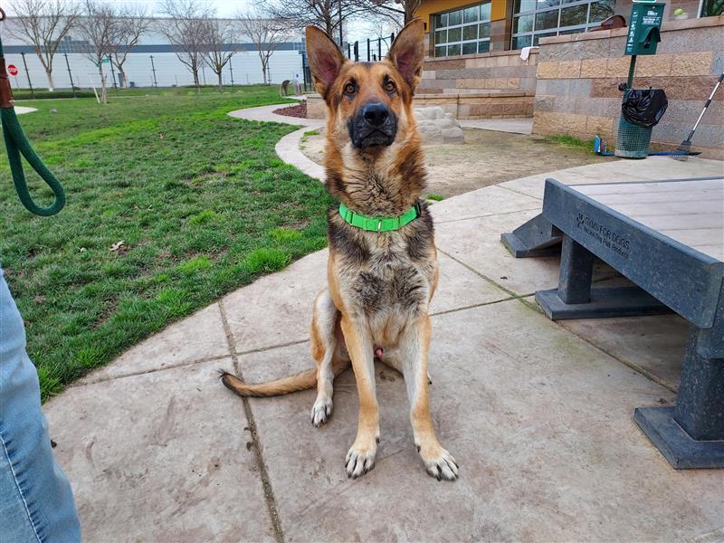 Enlarge Harvey, a Adopted German Shepherd Dog in Elk Grove, CA image 3/3