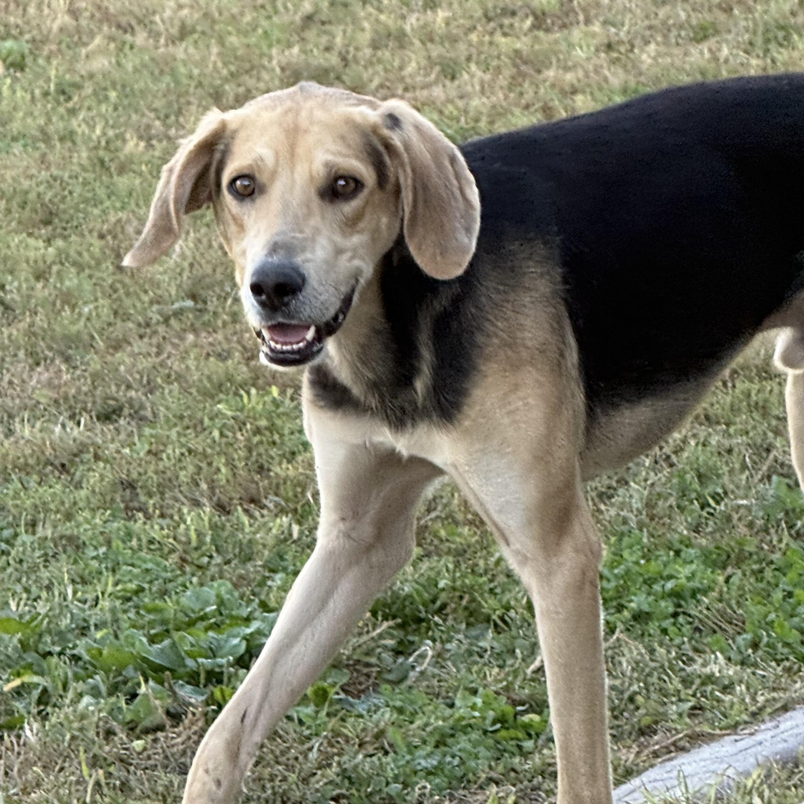 Enlarge Waylon, a Adoptable Coonhound in Kearney, NE image 2/2