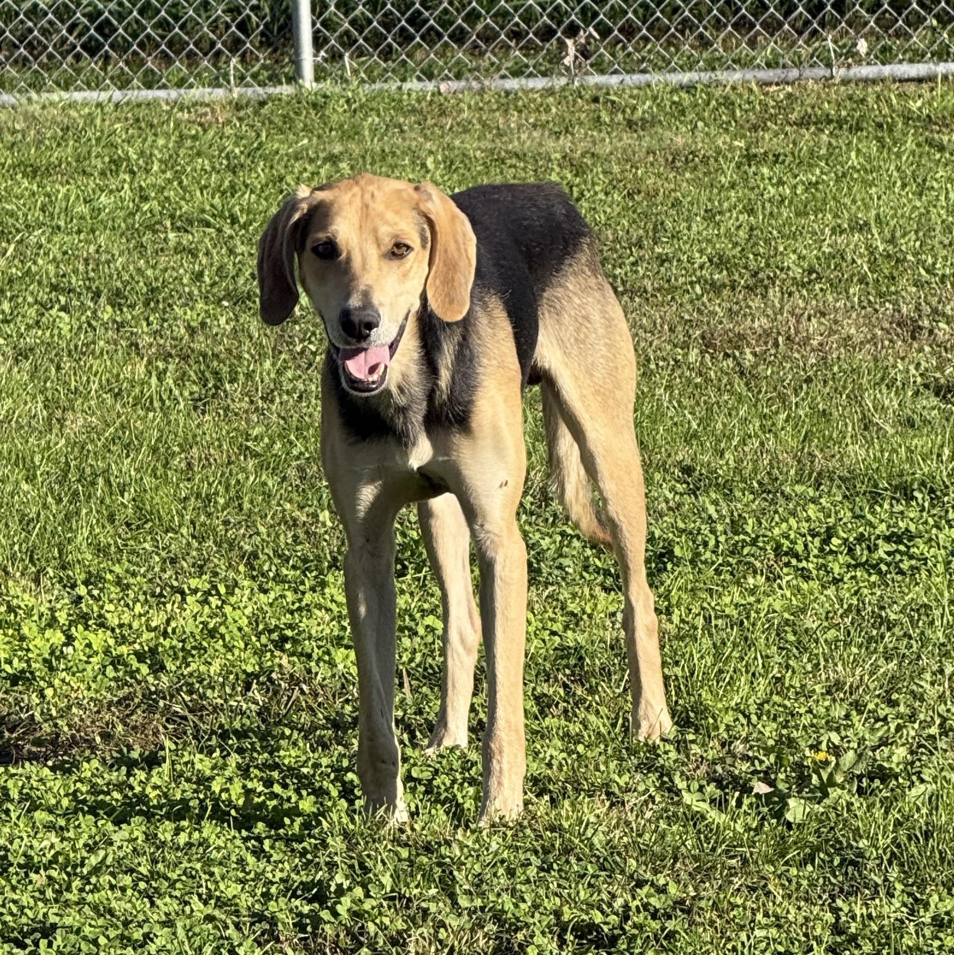 Enlarge Waylon, a Adoptable Coonhound in Kearney, NE image 1/2