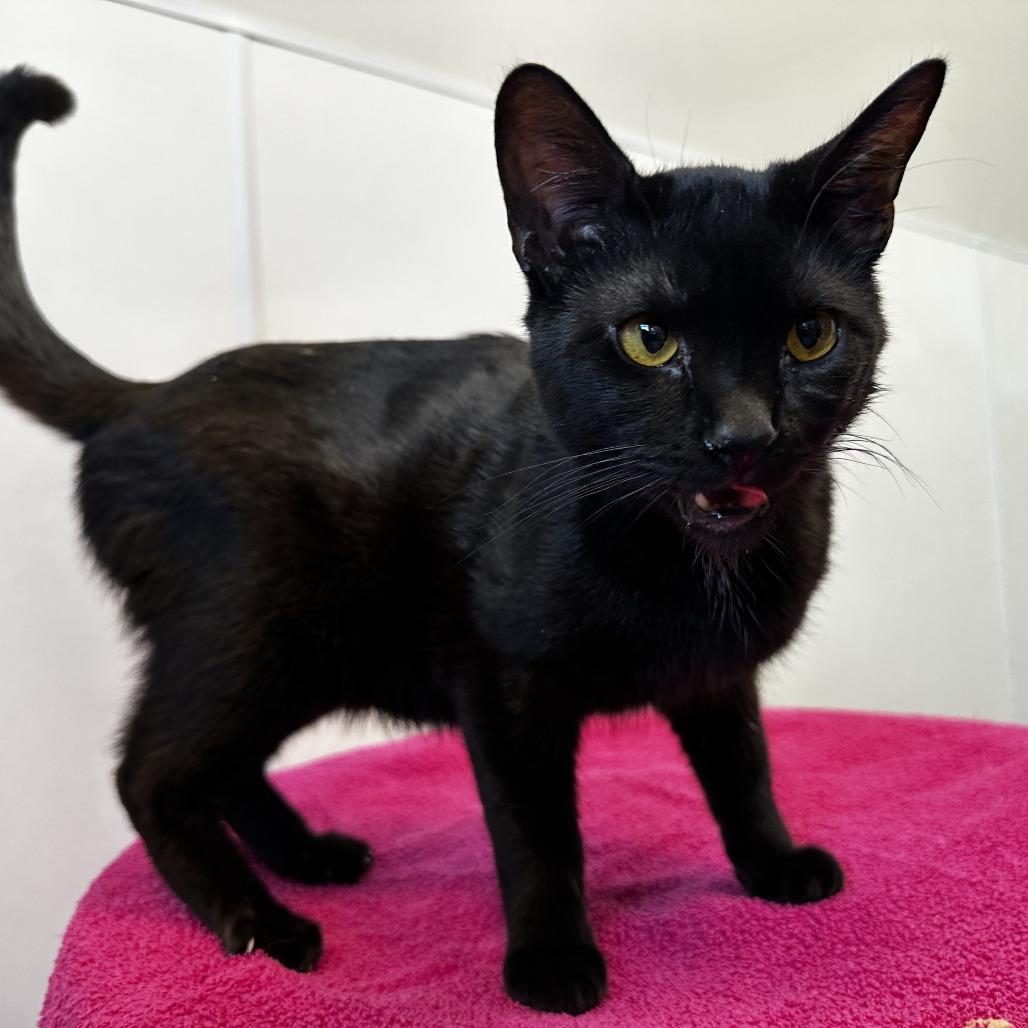 Enlarge Baboon, a Adoptable Domestic Short Hair in Washington Township, OH image 1/2