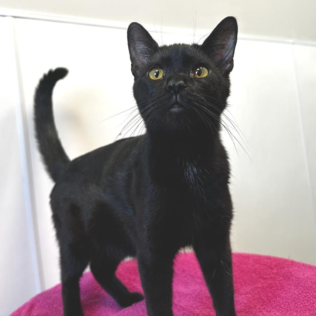 Enlarge Baboon, a Adoptable Domestic Short Hair in Washington Township, OH image 2/2