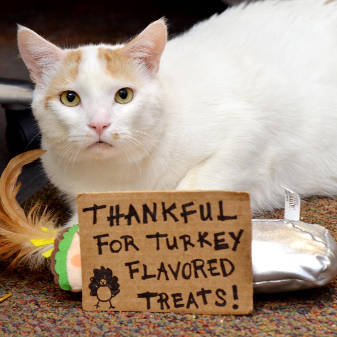 Button, a Adoptable mixed breed in Sanford, FL image 1/6