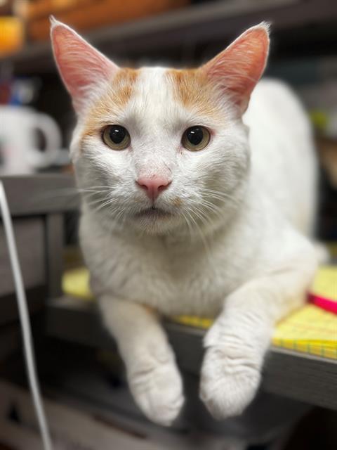 Button, Adoptable, Adult Male Domestic Short Hair.
