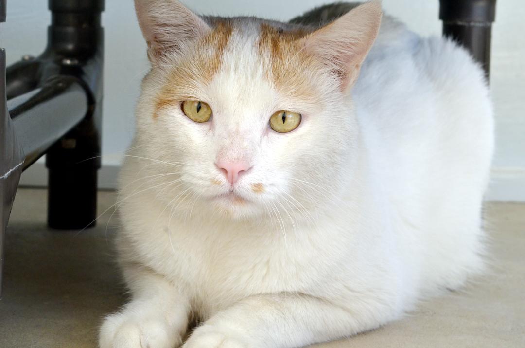 Button, a Adoptable mixed breed in Sanford, FL image 4/6