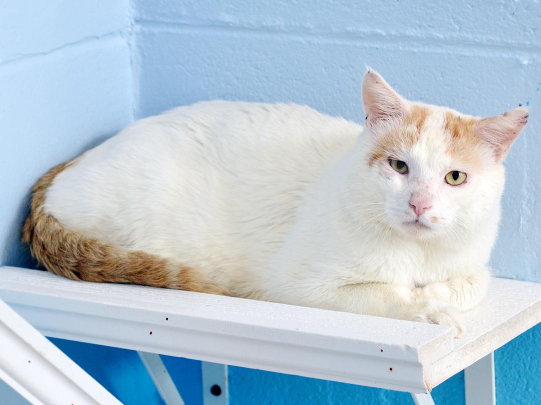 Button, a Adoptable mixed breed in Sanford, FL image 5/6