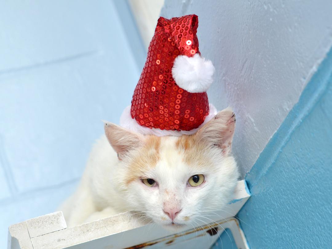 Button, a Adoptable mixed breed in Sanford, FL image 3/6