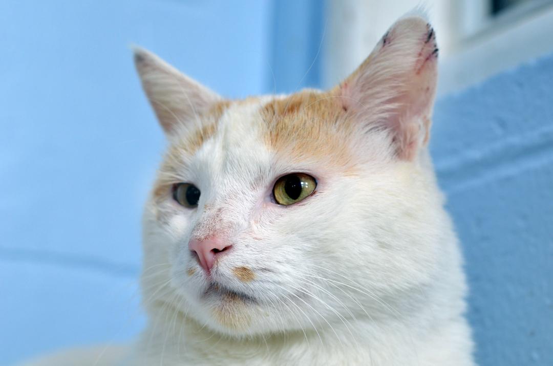 Button, a Adoptable mixed breed in Sanford, FL image 6/6