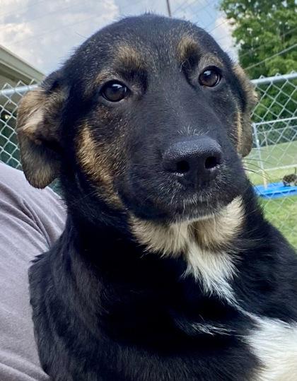 Pedro, ADOPTABLE, Young Male Shepherd.