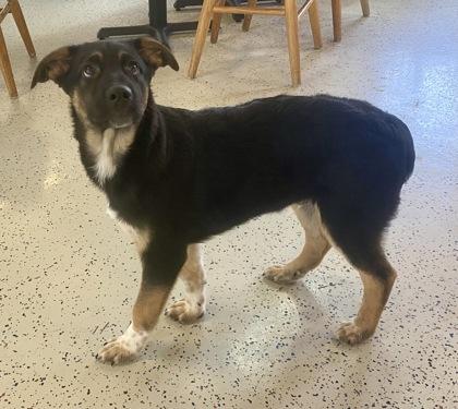 Pedro, a ADOPTABLE Shepherd in Glasgow, KY image 2/2