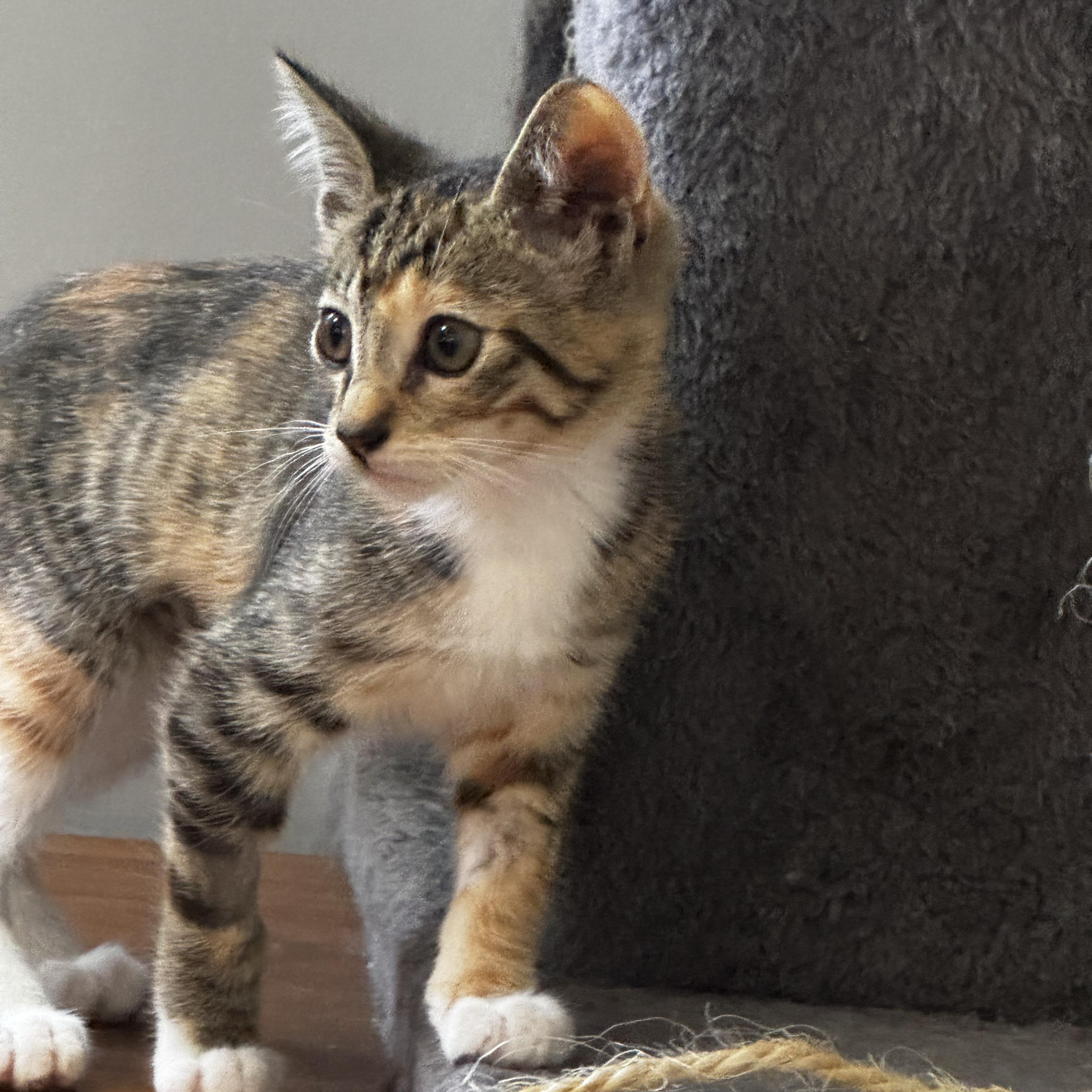 Nike - A victor for your heart, a Adoptable Tabby in Fountain Valley, CA image 4/4