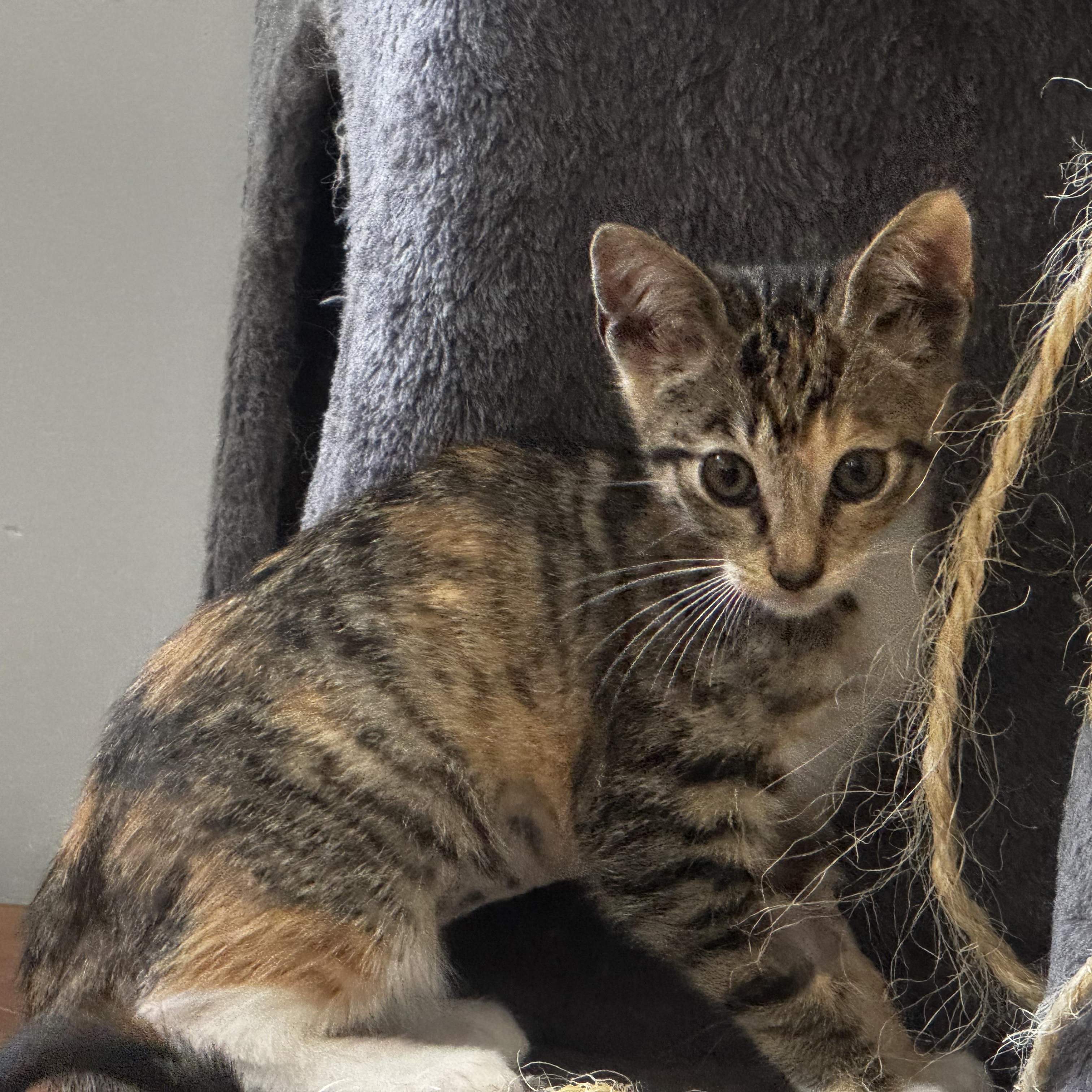 Nike - A victor for your heart, a Adoptable Tabby in Fountain Valley, CA image 3/4