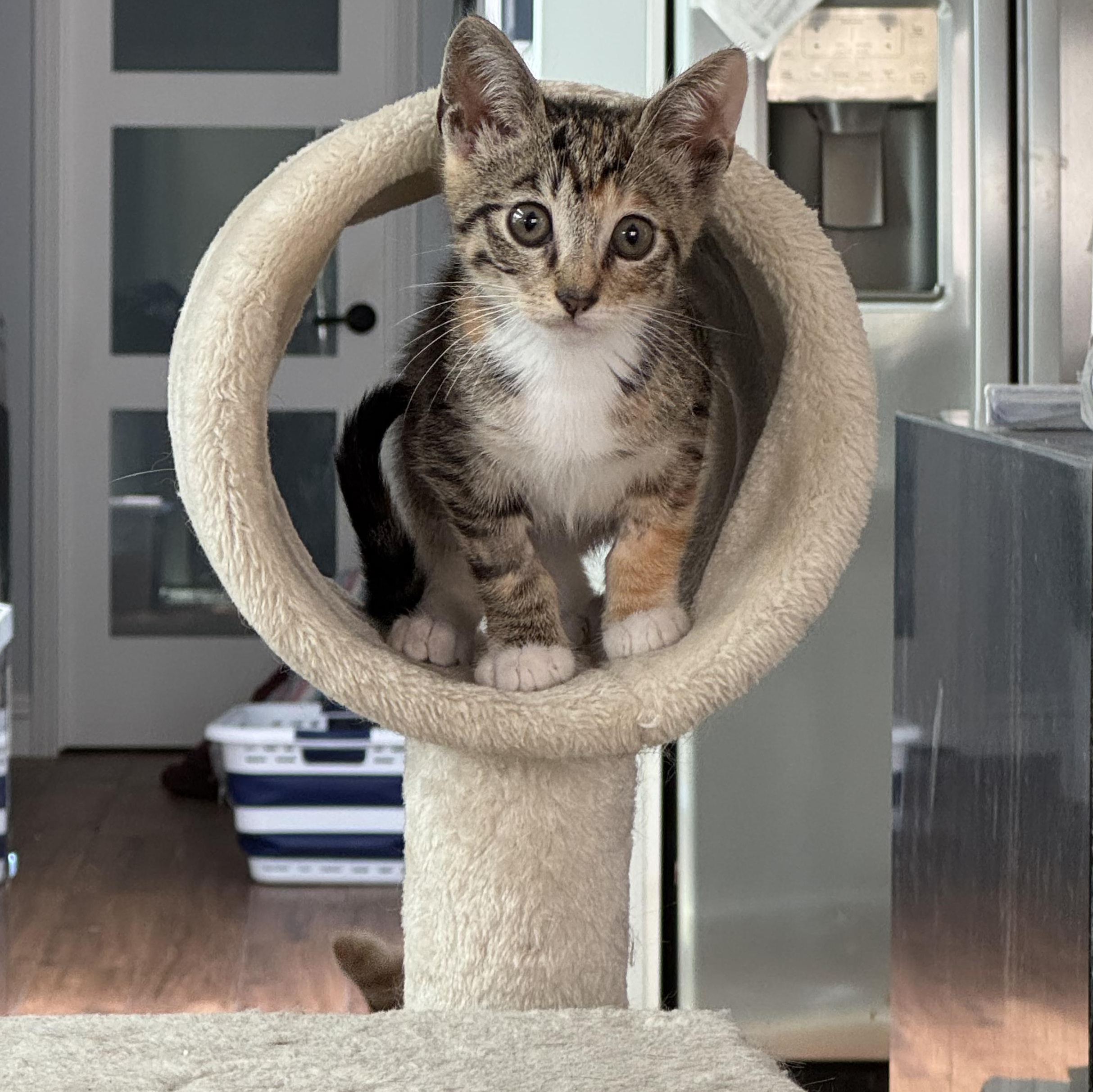 Nike - A victor for your heart, a Adoptable Tabby in Fountain Valley, CA image 1/4