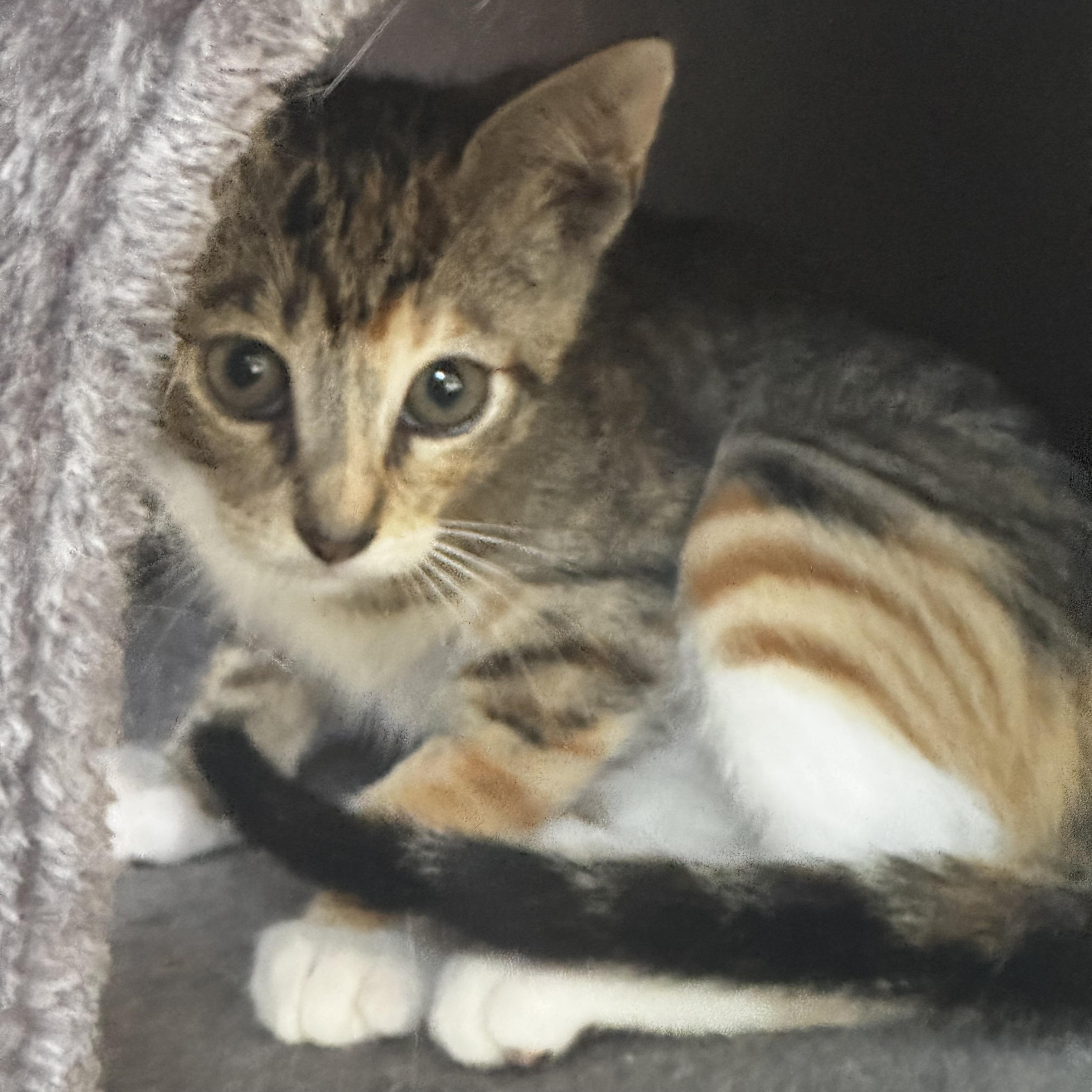 Nike - A victor for your heart, a Adoptable Tabby in Fountain Valley, CA image 2/4