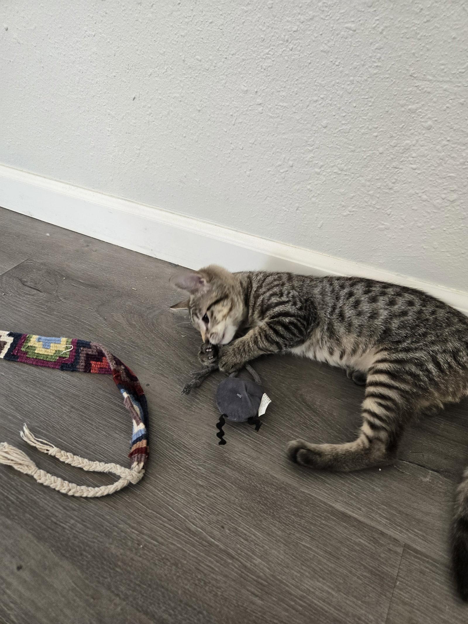 Enlarge Phoenix, a Adoptable Domestic Short Hair in Davis, CA image 1/3