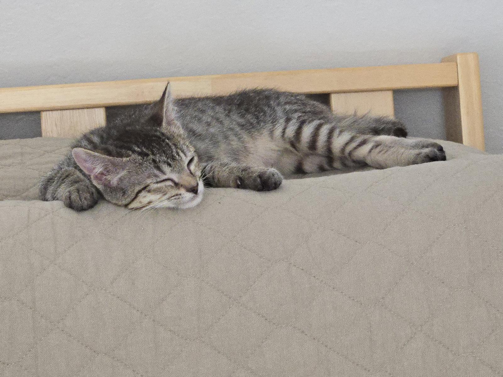 Enlarge Phoenix, a Adoptable Domestic Short Hair in Davis, CA image 2/3