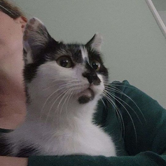 Jasmine, a Adoptable Domestic Short Hair in Middlesex, NJ image 1/6