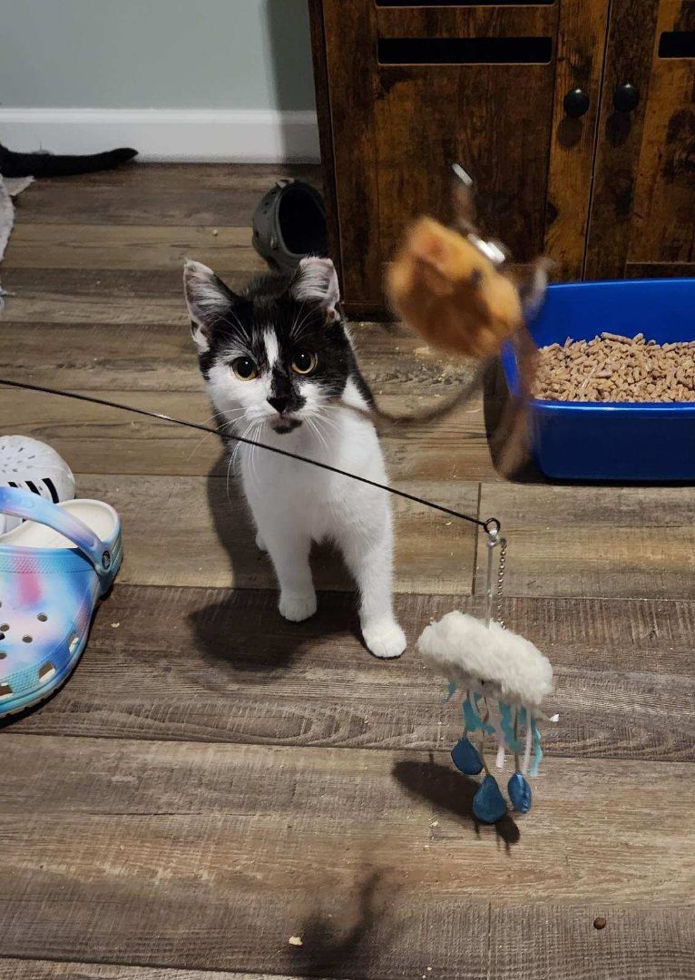 Jasmine, a Adoptable Domestic Short Hair in Middlesex, NJ image 2/6