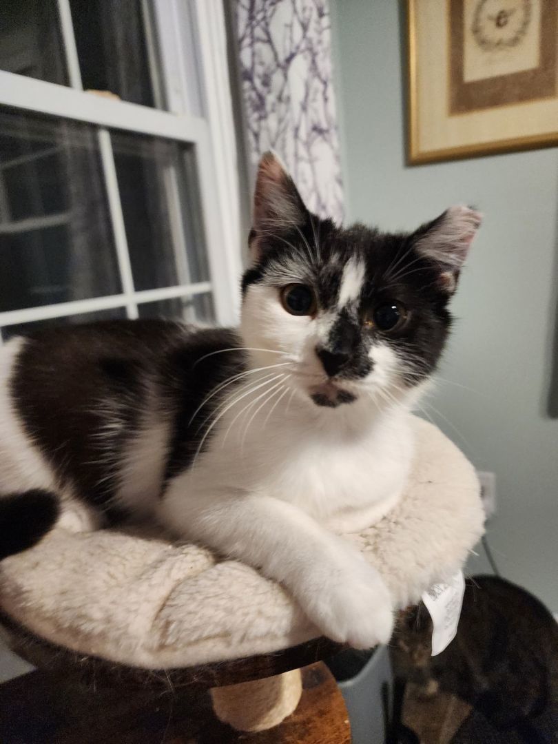 Jasmine, a Adoptable Domestic Short Hair in Middlesex, NJ image 3/6