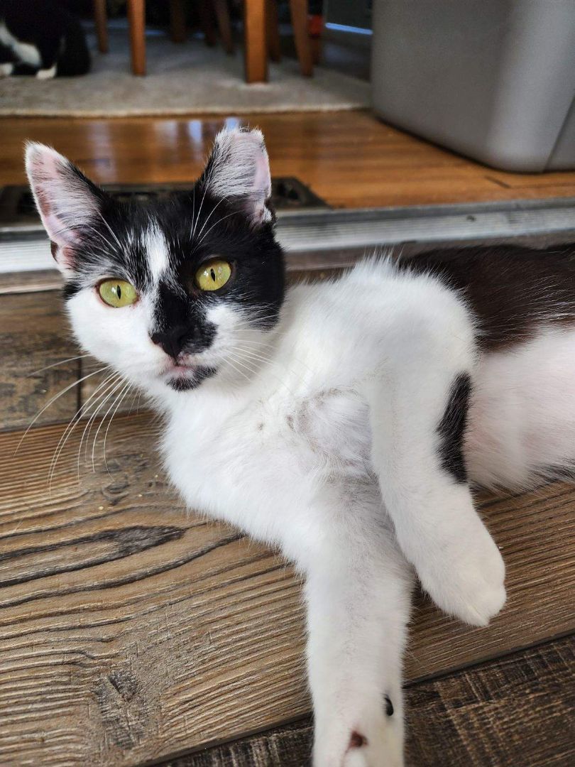 Jasmine, a Adoptable Domestic Short Hair in Middlesex, NJ image 4/6