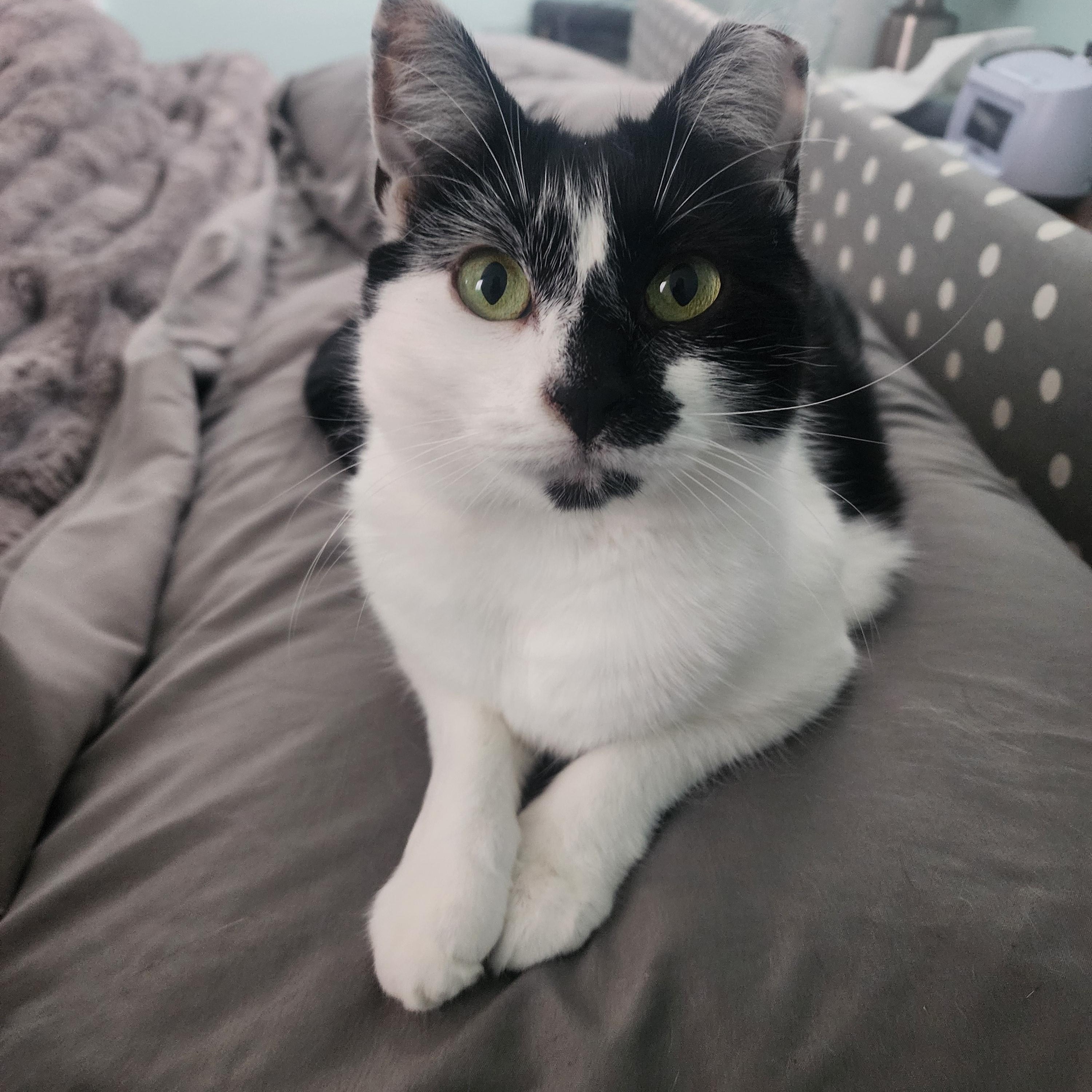 Baby Doll (bonded to Gomer), a Adoptable Domestic Short Hair in Middlesex, NJ image 1/2