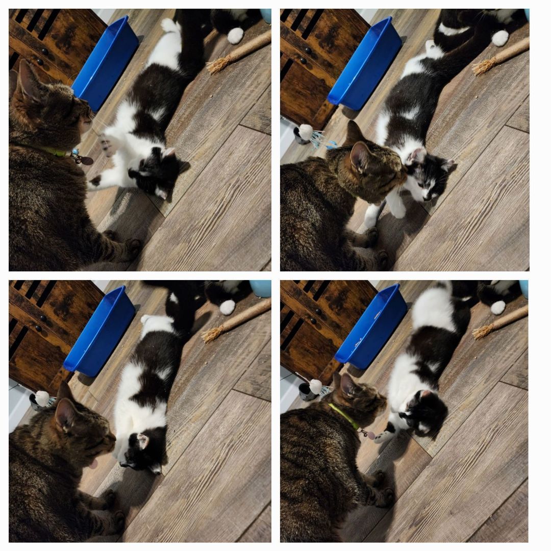 Jasmine, a Adoptable Domestic Short Hair in Middlesex, NJ image 5/6