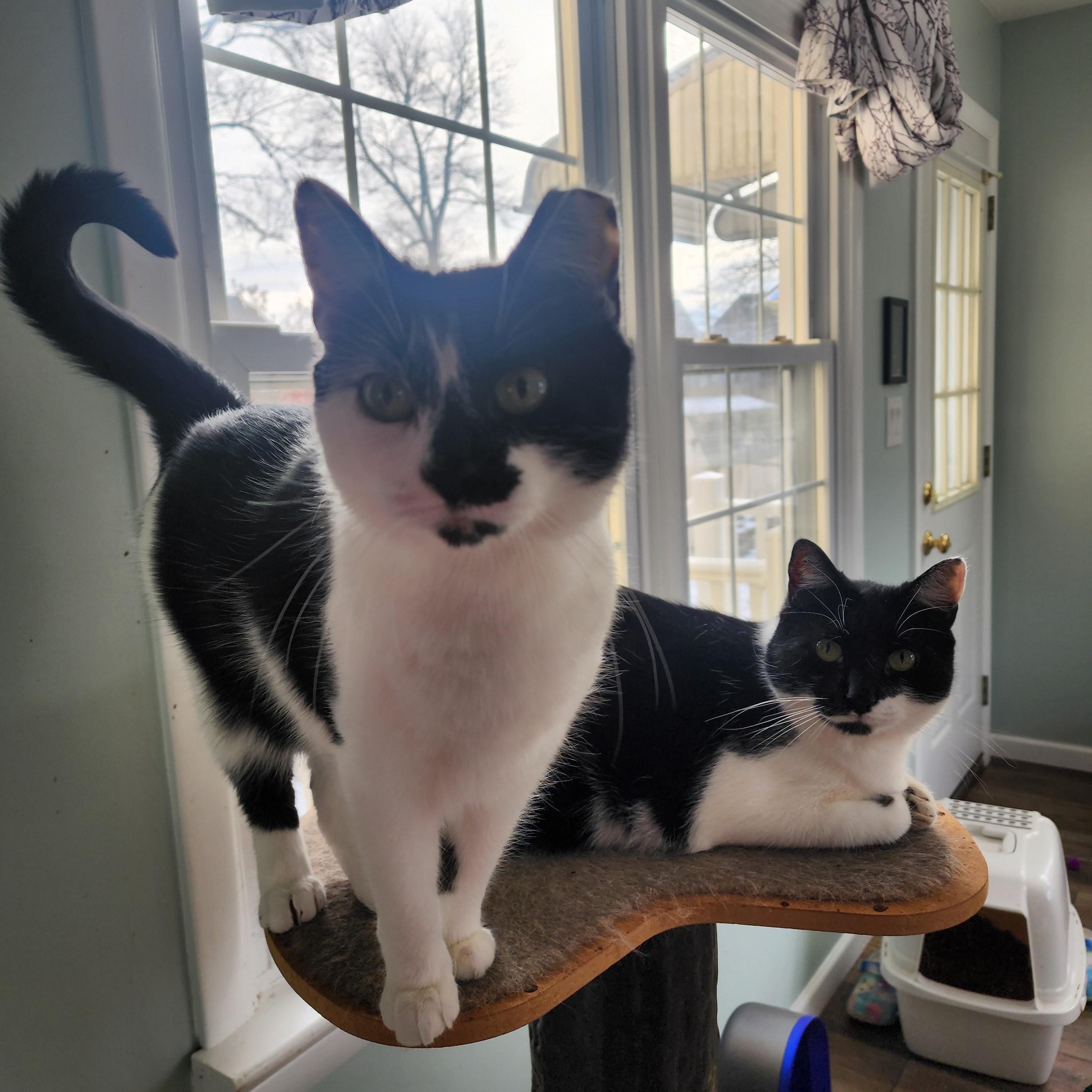 Baby Doll (bonded to Gomer), a Adoptable Domestic Short Hair in Middlesex, NJ image 2/2