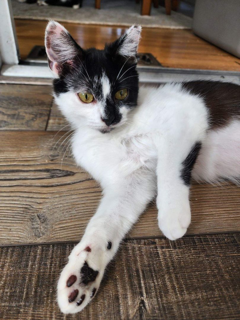 Jasmine, a Adoptable Domestic Short Hair in Middlesex, NJ image 6/6