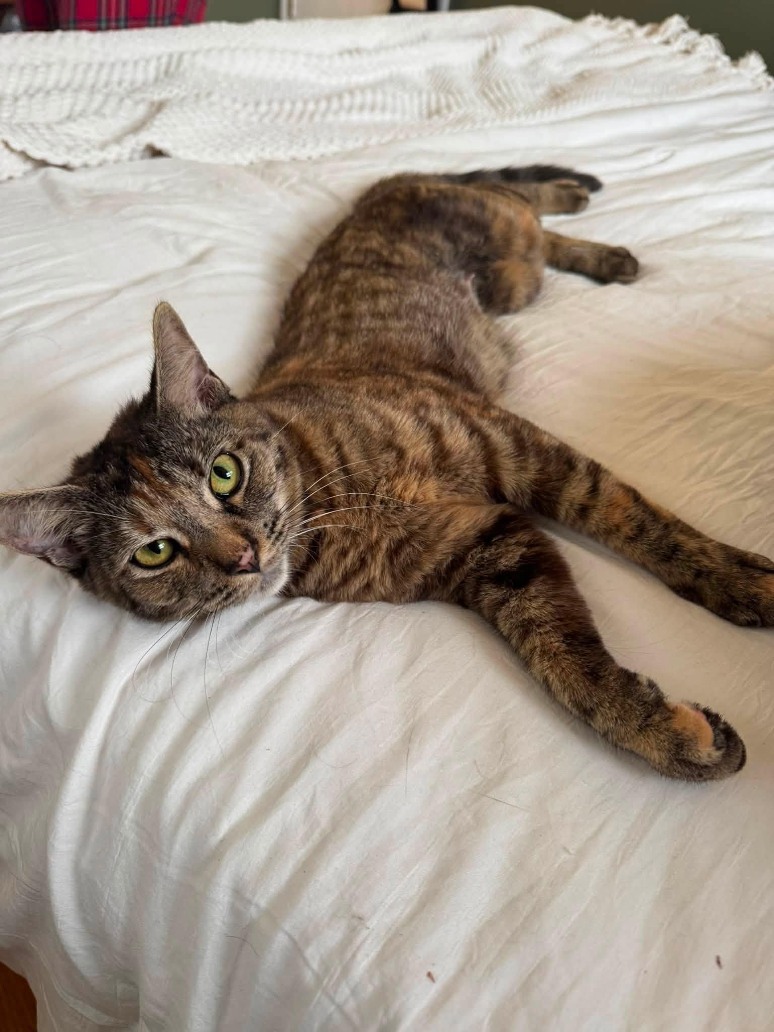 Sophie, Adoptable, Young Female Domestic Short Hair.