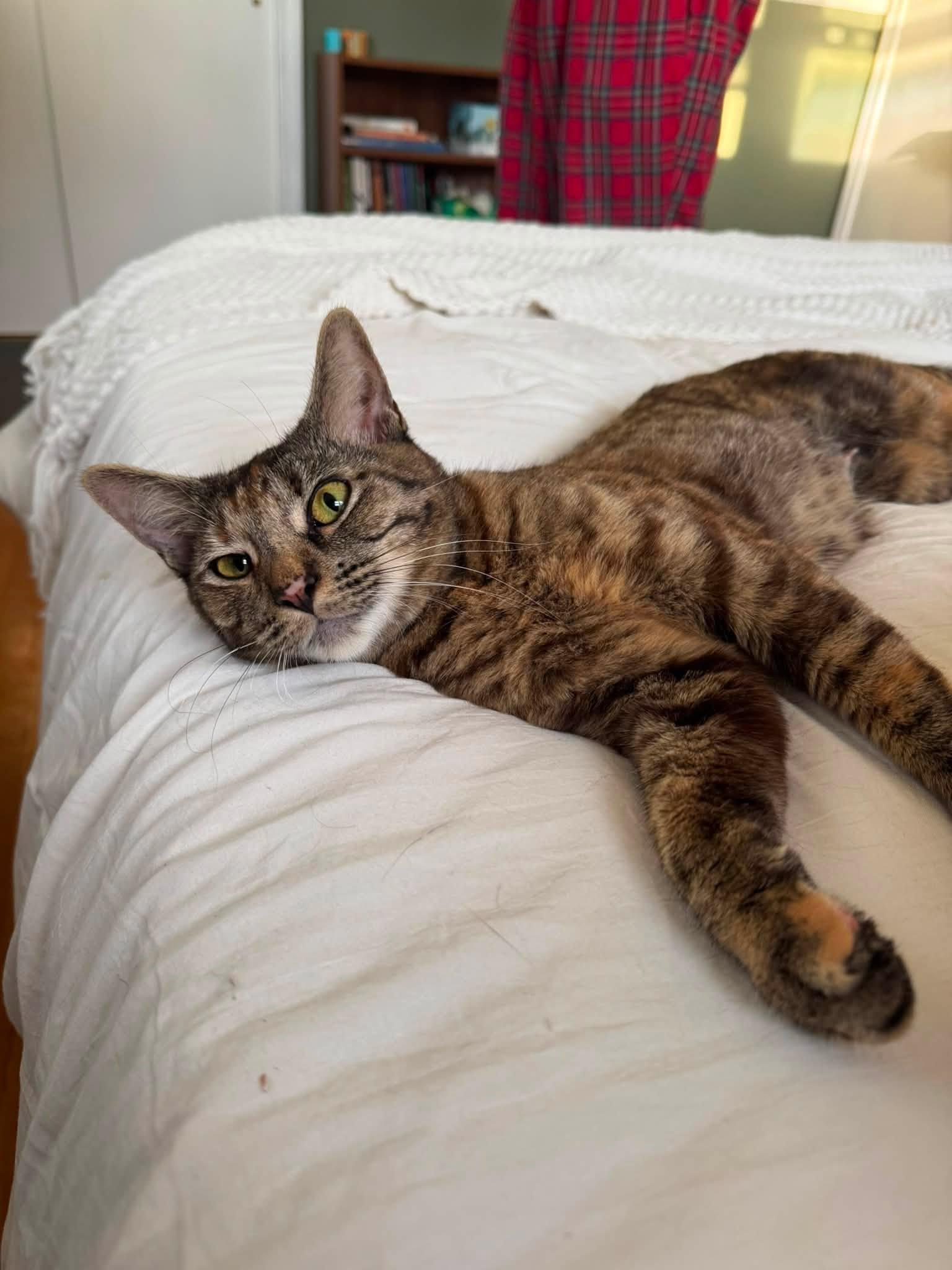 Sophie, a Adoptable Domestic Short Hair in Enfield, CT image 2/6
