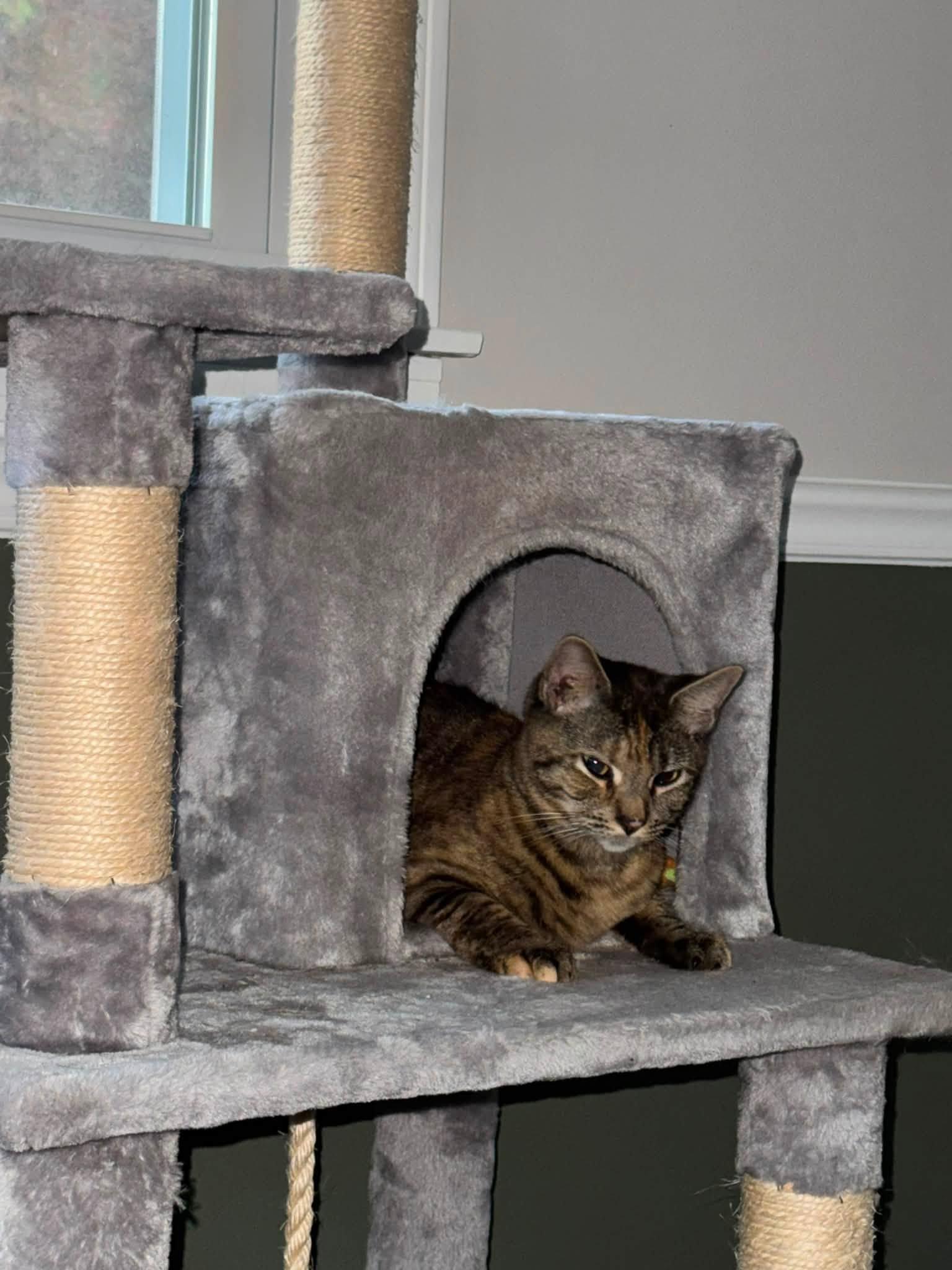 Sophie, a Adoptable Domestic Short Hair in Enfield, CT image 3/6