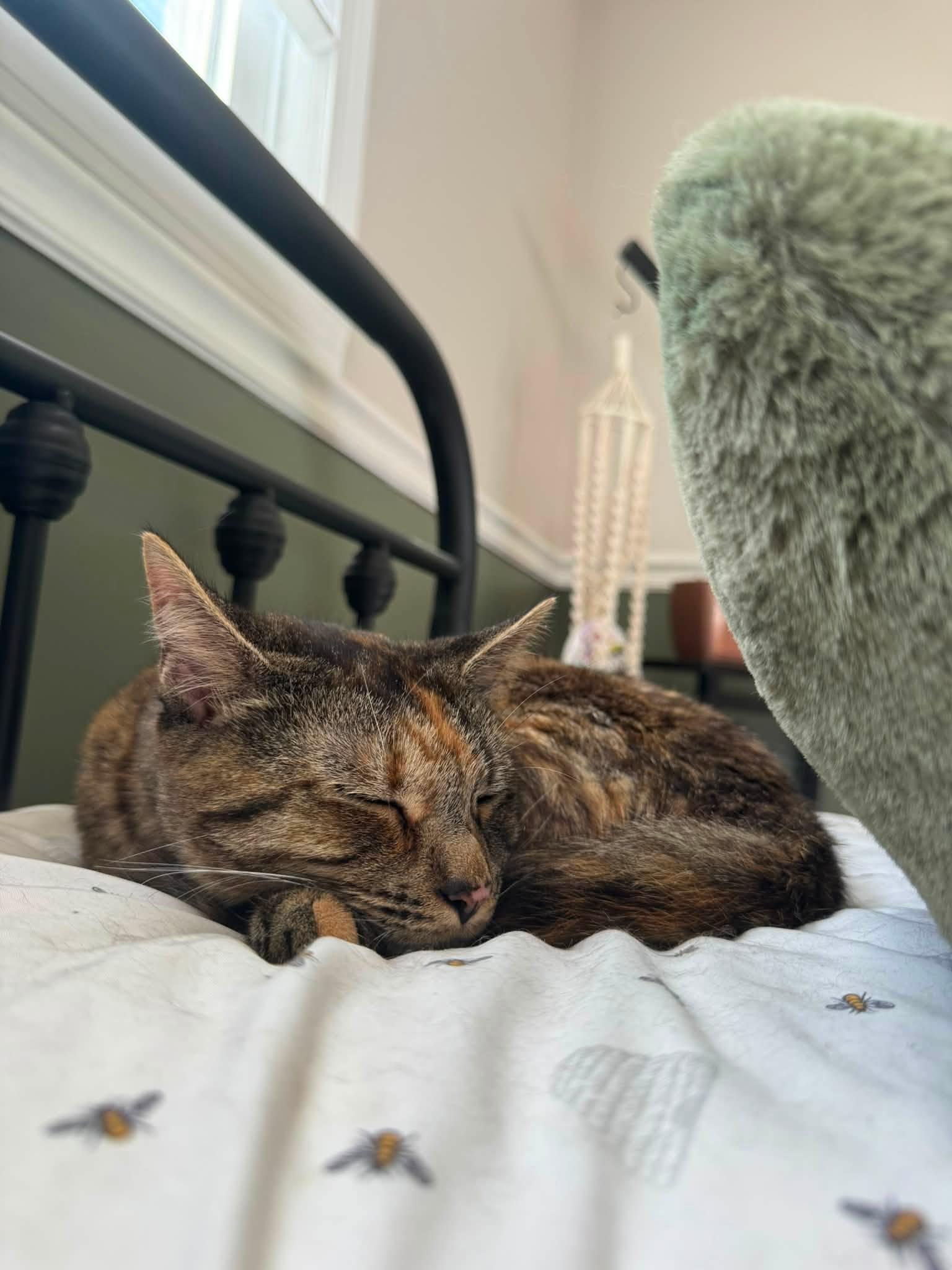Sophie, a Adoptable Domestic Short Hair in Enfield, CT image 4/6