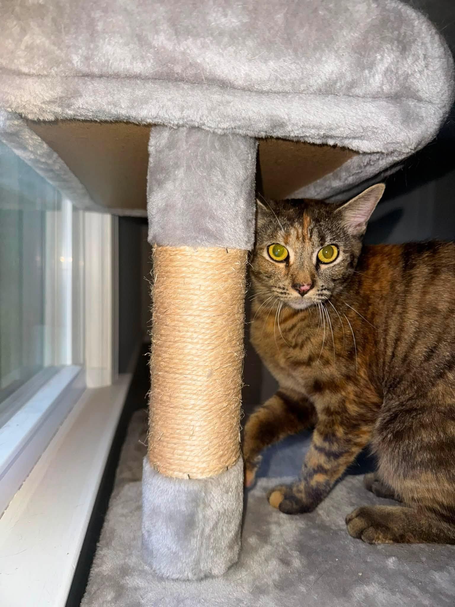 Sophie, a Adoptable Domestic Short Hair in Enfield, CT image 5/6