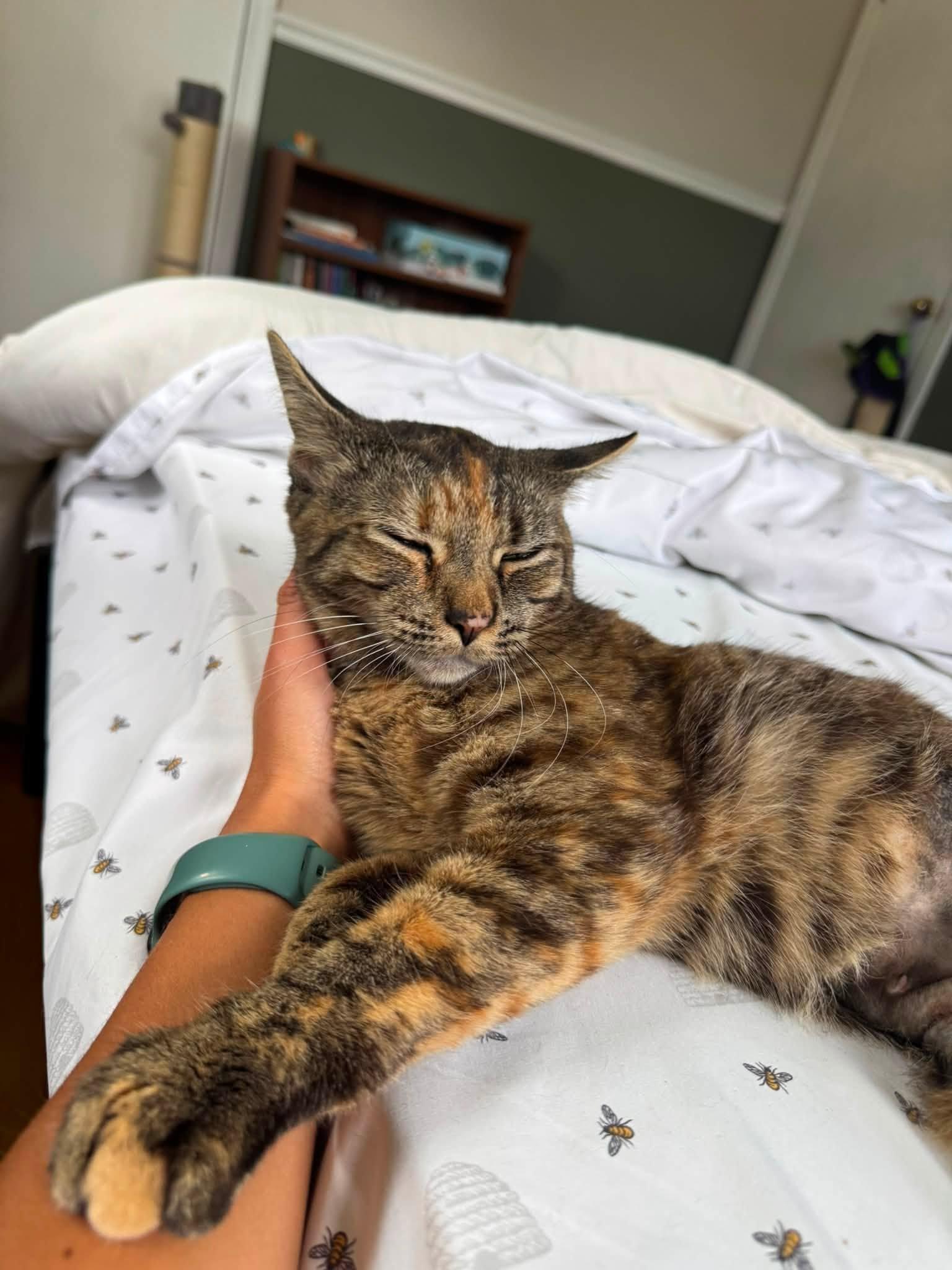 Sophie, a Adoptable Domestic Short Hair in Enfield, CT image 6/6