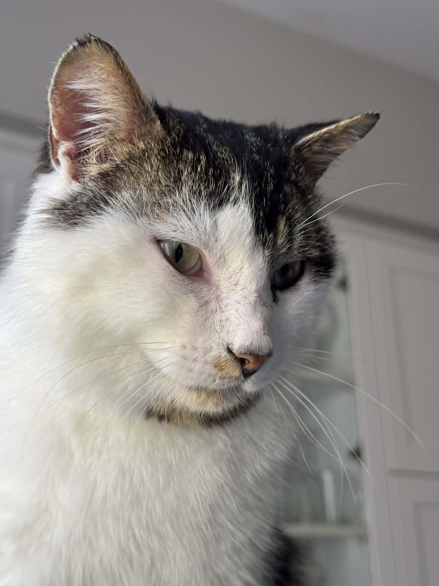 Django, a Adoptable Domestic Short Hair in Orleans, ON image 1/3