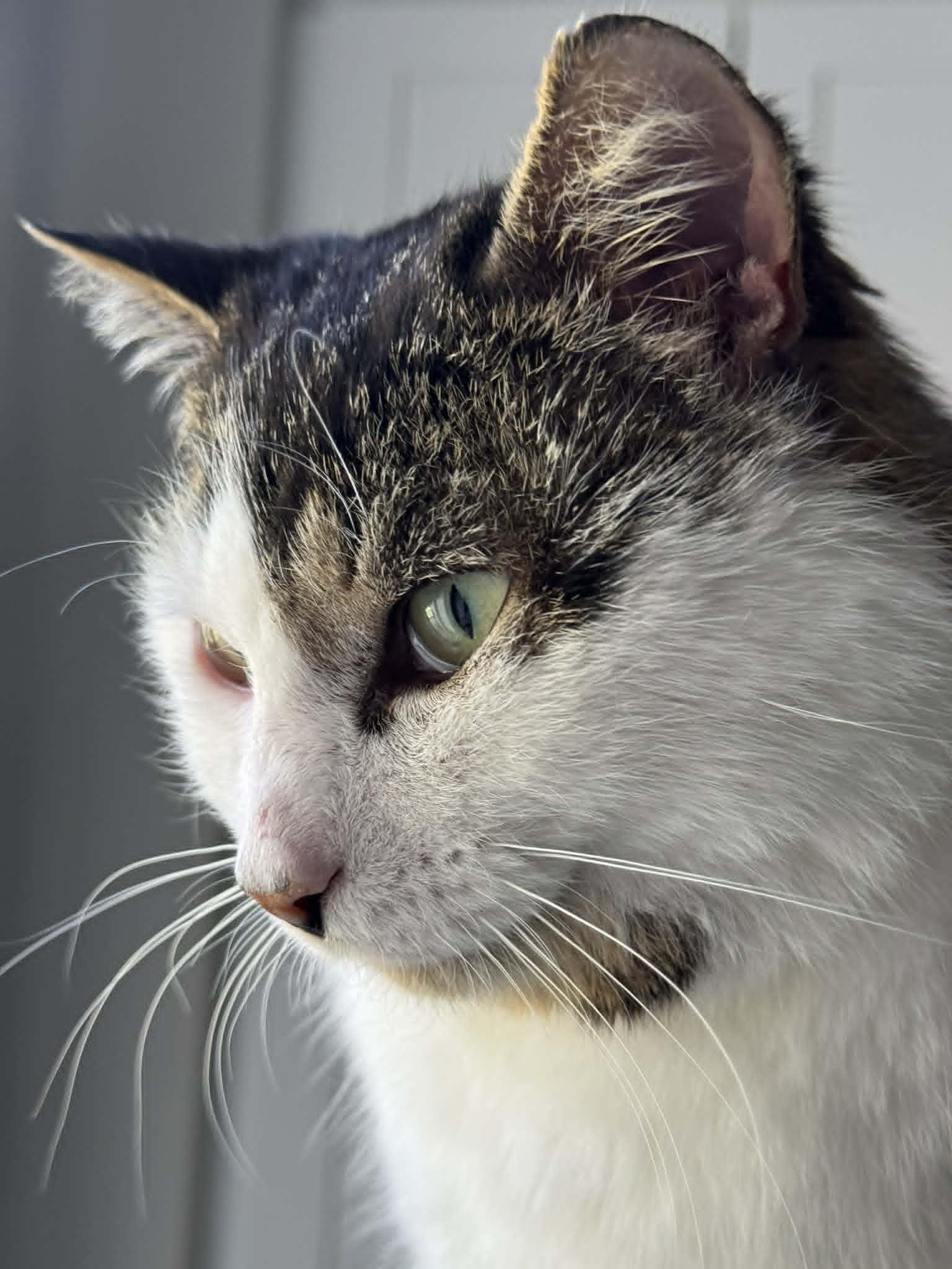 Django, a Adoptable Domestic Short Hair in Orleans, ON image 2/3
