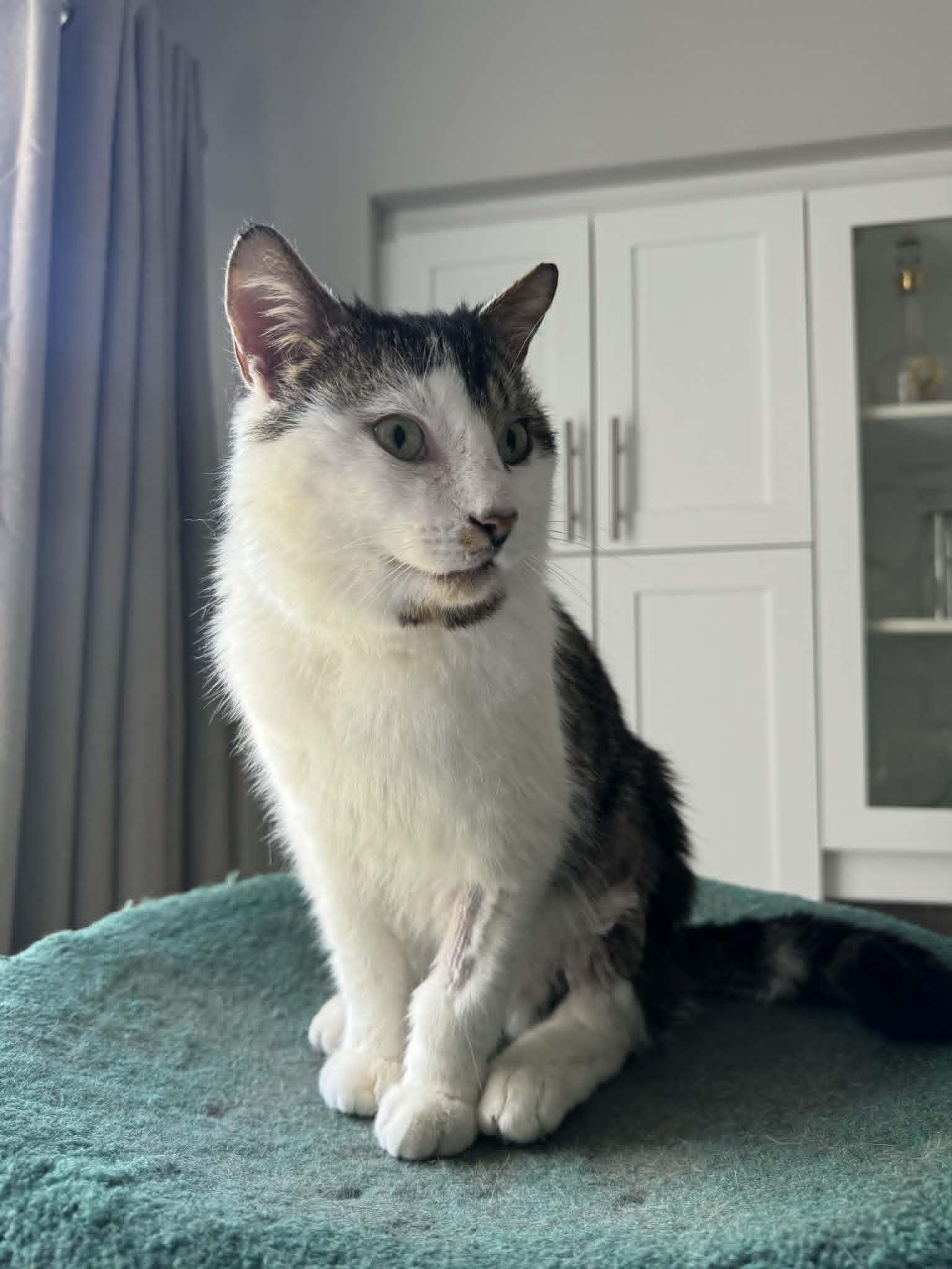 Django, a Adoptable Domestic Short Hair in Orleans, ON image 3/3
