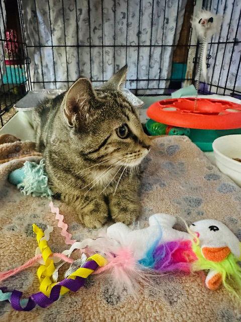 Enlarge Baby 7.15.25, a Adoptable Domestic Short Hair in Apopka, FL image 1/1