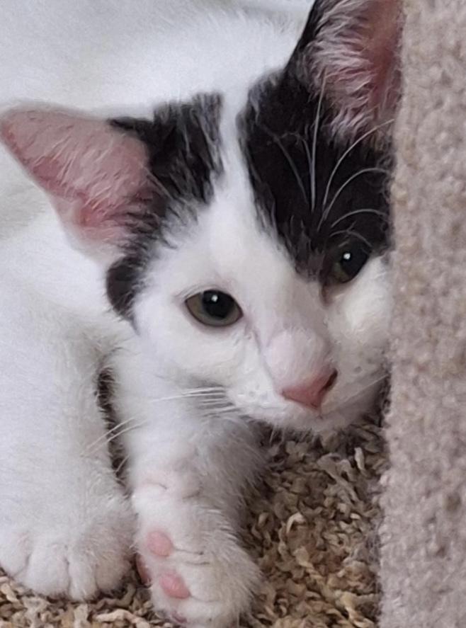 Snickers, Adoptable, Kitten Female Domestic Short Hair.