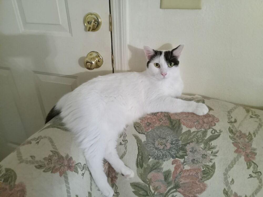 Enlarge Snickers, a Adoptable Domestic Short Hair in Dayton, OH image 3/6