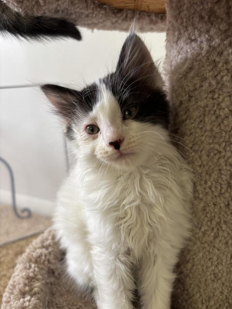 Snickers, a Adoptable Domestic Short Hair in Dayton, OH image 2/6