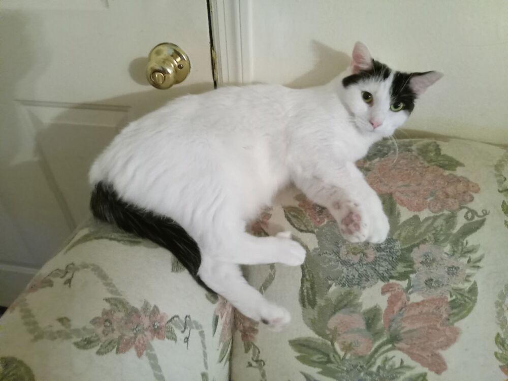 Enlarge Snickers, a Adoptable Domestic Short Hair in Dayton, OH image 4/6