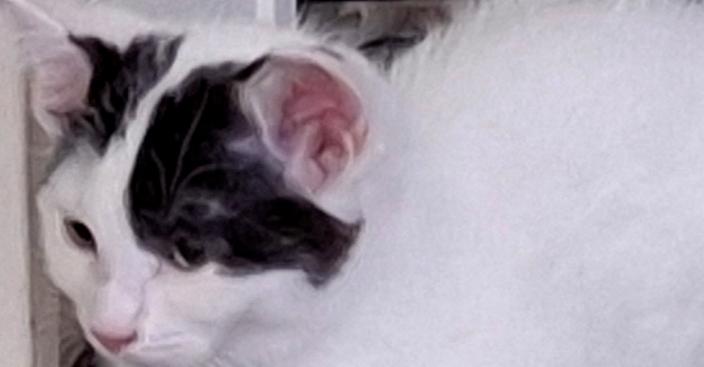 Snickers, a Adoptable Domestic Short Hair in Dayton, OH image 3/6