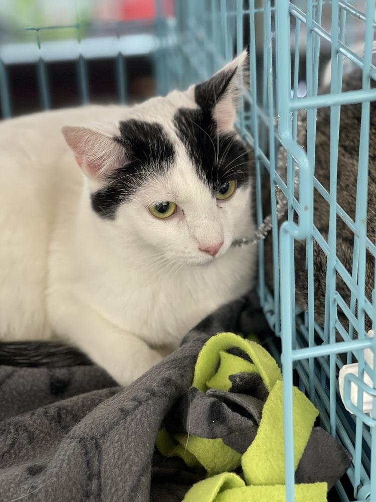 Enlarge Snickers, a Adoptable Domestic Short Hair in Dayton, OH image 4/6