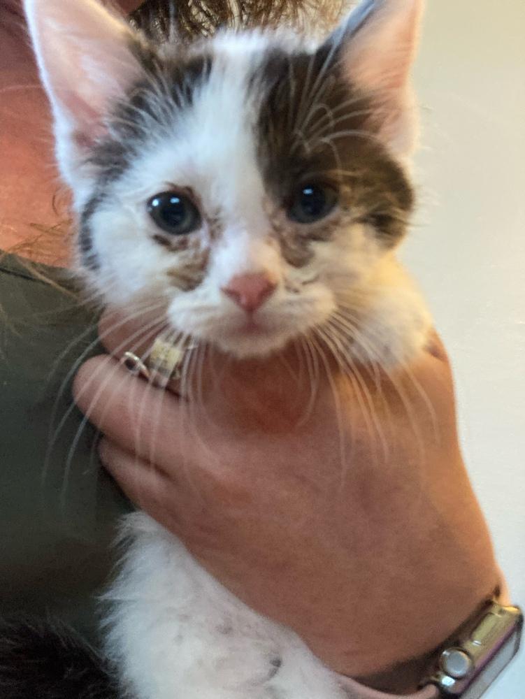 Snickers, a Adoptable Domestic Short Hair in Dayton, OH image 4/6