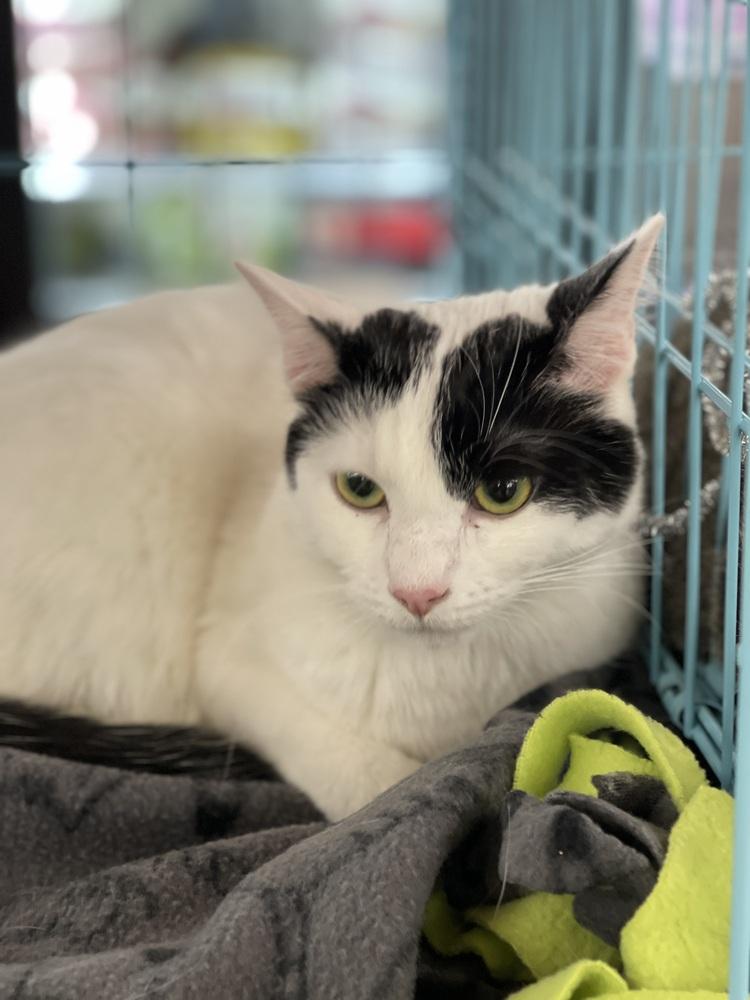 Enlarge Snickers, a Adoptable Domestic Short Hair in Dayton, OH image 6/6