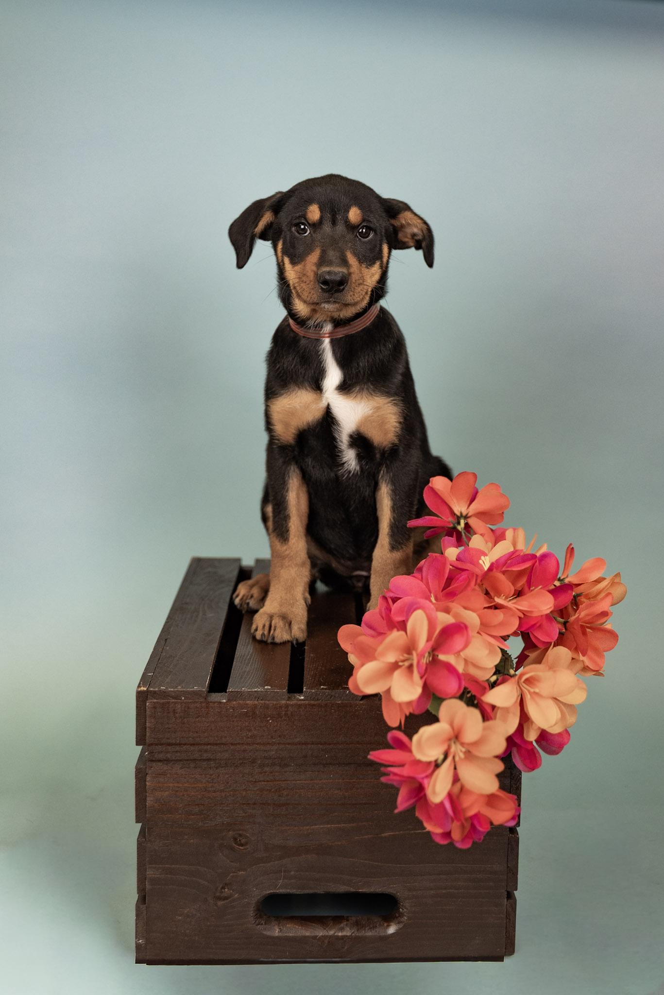 Enlarge 588-26, a ADOPTABLE mixed breed in Brighton, CO image 1/1