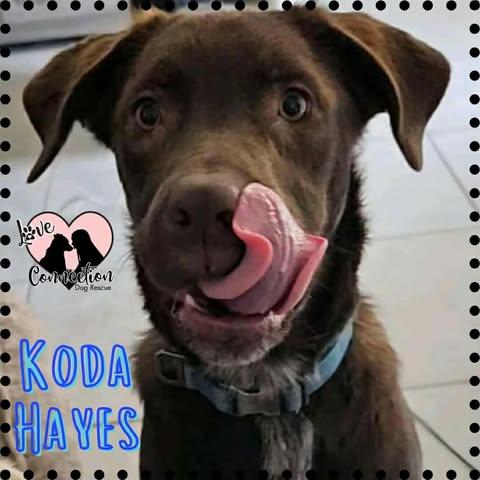 Koda Hayes